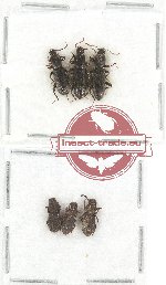 Scientific lot no. 218 Tenebrionidae (6 pcs)