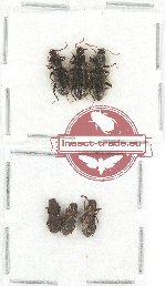 Scientific lot no. 218 Tenebrionidae (6 pcs)