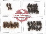 Scientific lot no. 217 Tenebrionidae (27 pcs)