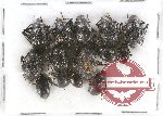 Scientific lot no. 214 Tenebrionidae (14 pcs)