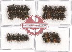 Scientific lot no. 445 Coprophaga (35 pcs)