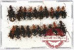 Scientific lot no. 295 Carabidae (20 pcs)