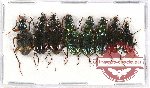 Scientific lot no. 292 Carabidae (8 pcs)