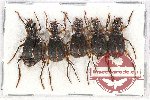 Scientific lot no. 293 Carabidae (5 pcs)