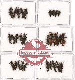 Scientific lot no. 113 Staphylinidae (29 pcs)