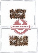 Scientific lot no. 111 Staphylinidae (39 pcs)