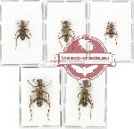 Scientific lot no. 71 Cleridae (5 pcs)