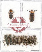 Scientific lot no. 70 Cleridae (10 pcs)