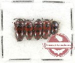 Scientific lot no. 76 Erotylidae (5 pcs)