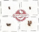 Bostrichidae Scientific lot no. 29 (9 pcs)