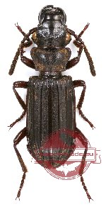 Pseudozaena sp. 4