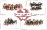 Scientific lot no. 3 Rutelinae (27 pcs)