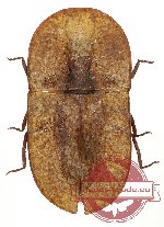 Tenebrionidae sp. 83 (5 pcs)