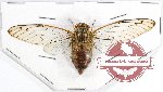 Cicadidae sp. 59 (6 pcs)