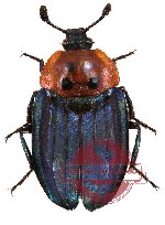 Necrophila (Chrysosilpha) formosa Laporte, 1832