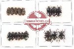 Scientific lot no. 226 Tenebrionidae (17 pcs)