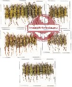 Scientific lot no. 92A Cerambycidae (Clytini) (40 pcs)