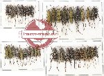 Scientific lot no. 93A Cerambycidae (Clytini) (40 pcs A, A-, A2)