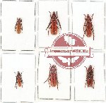 Scientific lot no. 91A Cerambycidae (Pyrestes spp.) (6 pcs)