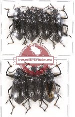 Scientific lot no. 227 Tenebrionidae (7 pcs)