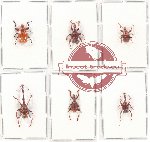 Scientific lot no. 43 Attelabidae (6 pcs)