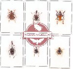 Scientific lot no. 44 Attelabidae (6 pcs)