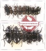 Scientific lot no. 230 Tenebrionidae (14 pcs - 8 pcs A2)