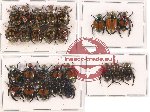 Scientific lot no. 174A Rutelinae (26 pcs)