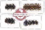 Scientific lot no. 177A Rutelinae (15 pcs)