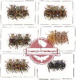 Scientific lot no. 178A Rutelinae (18 pcs)