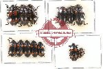 Scientific lot no. 80 Erotylidae (13 pcs - 7 pcs A2)