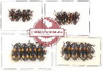 Scientific lot no. 77 Erotylidae (16 pcs - 8 pcs A2)