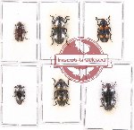 Scientific lot no. 79 Erotylidae (6 pcs)