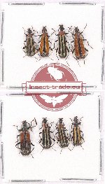 Scientific lot no. 20 Lagriidae (8 pcs - 4 pcs A2)