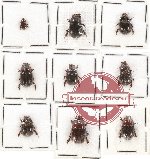 Scientific lot no. 3 Orphinae (9 pcs A, A-, A2)