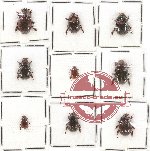 Scientific lot no. 2 Orphninae (9 pcs A, A-, A2)