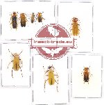 Scientific lot no. 15A Cantharidae (8 pcs A, A2)