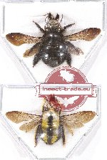 Scientific lot no. 221B Hymenoptera (Xylocopa spp.) (2 pcs)