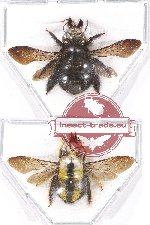 Scientific lot no. 221B Hymenoptera (Xylocopa spp.) (2 pcs)