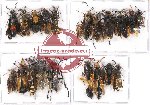 Scientific lot no. 223A Hymenoptera (20 pcs A, A-, A2)