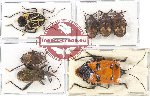 Scientific lot no. 644 Heteroptera (7 pcs - 3 pcs A2)