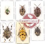 Scientific lot no. 643 Heteroptera (6 pcs)