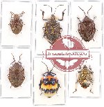 Scientific lot no. 642 Heteroptera (6 pcs)