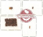 Scientific lot no. 72 Scolytidae (35 pcs)