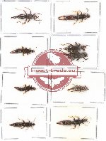 Scientific lot no. 65 Dermaptera (9 pcs A, A-, A2)