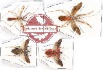 Scientific lot no. 571 Heteroptera (4 pcs A, A-, A2)