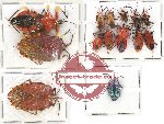 Scientific lot no. 604 Heteroptera (14 pcs)