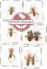Scientific lot no. 613 Heteroptera (8 pcs)