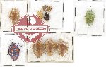 Scientific lot no. 611 Heteroptera (Pentatomidae) (10 pcs)