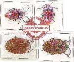 Scientific lot no. 603 Heteroptera (Pentatomidae) (4 pcs)